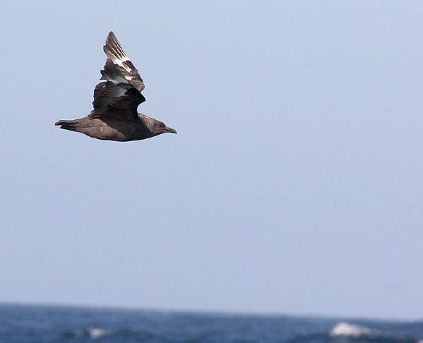 South Polar Skua